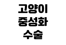 고양이 중성화 수술 비용 회복 기간 사전 검사 병원 선택 기준 고양이 중성화 수술 비용 회복 기간 사전 검사 병원 선택 기준